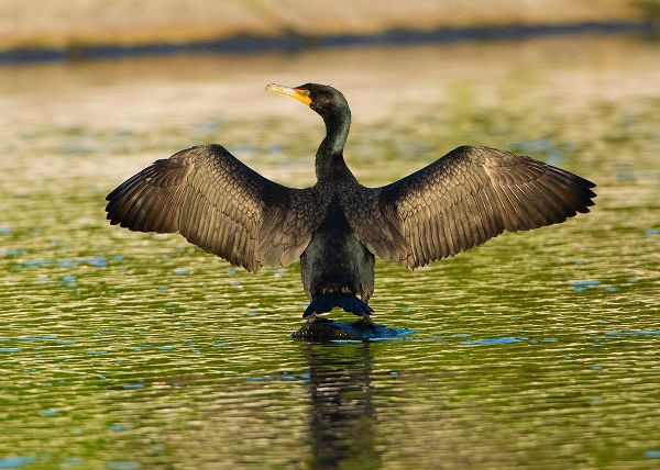 Friel, Bernard 아티스트의 USA-Florida-Sarasota-Myakka River State Park-Double-crested Cormorant작품입니다.
